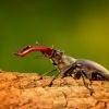 Rohac obecny - Lucanus cervus - Stag Beetle 8640